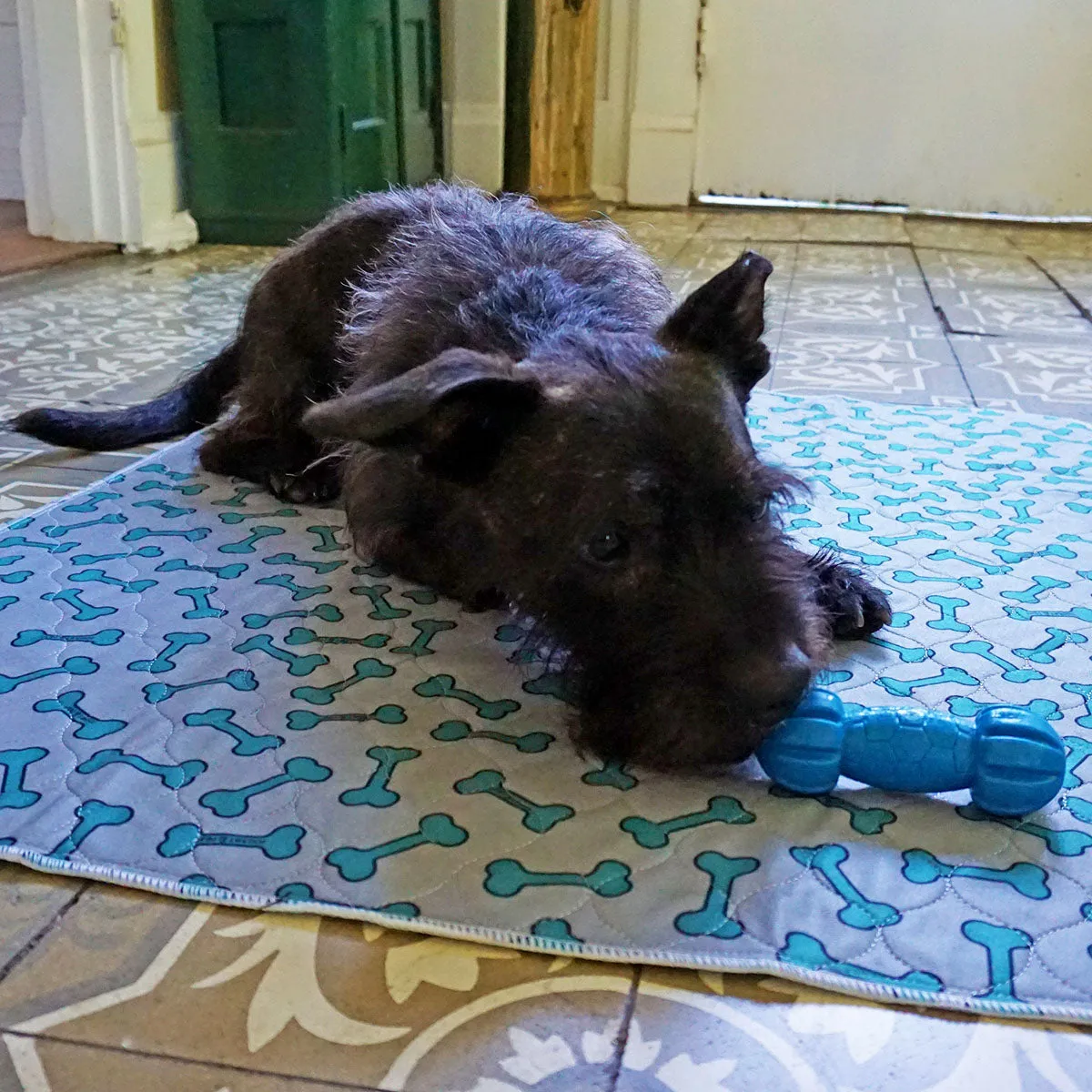 4 Pack Bone Print Washable Pads and Chew Toy Bundle