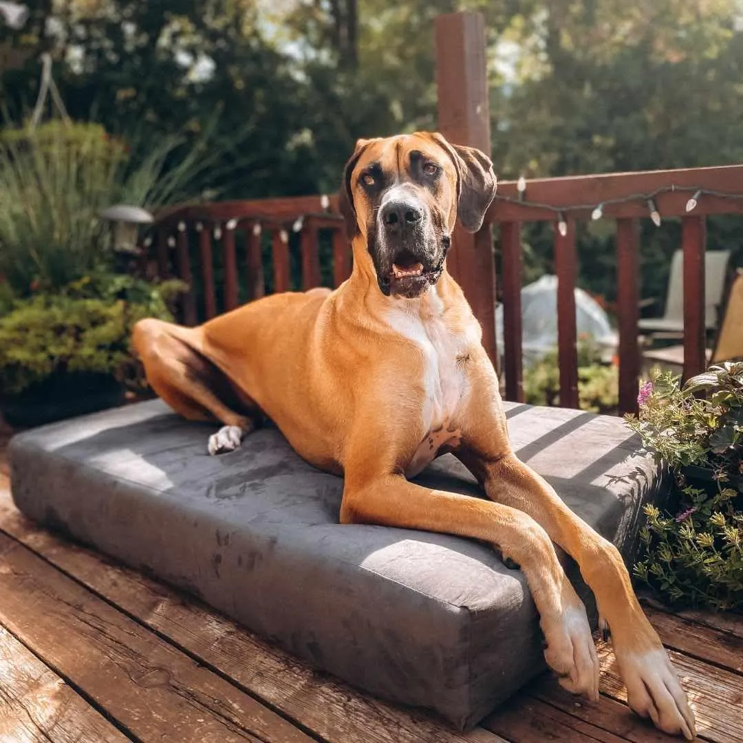 Barker Beds Sleek Extra Large Dog Bed (XL, Charcoal)  7" Thick Soft & Comfortable Orthopedic Cushion  XL Dog Bed  Durable & Washable Microsuede Cover  Made in USA