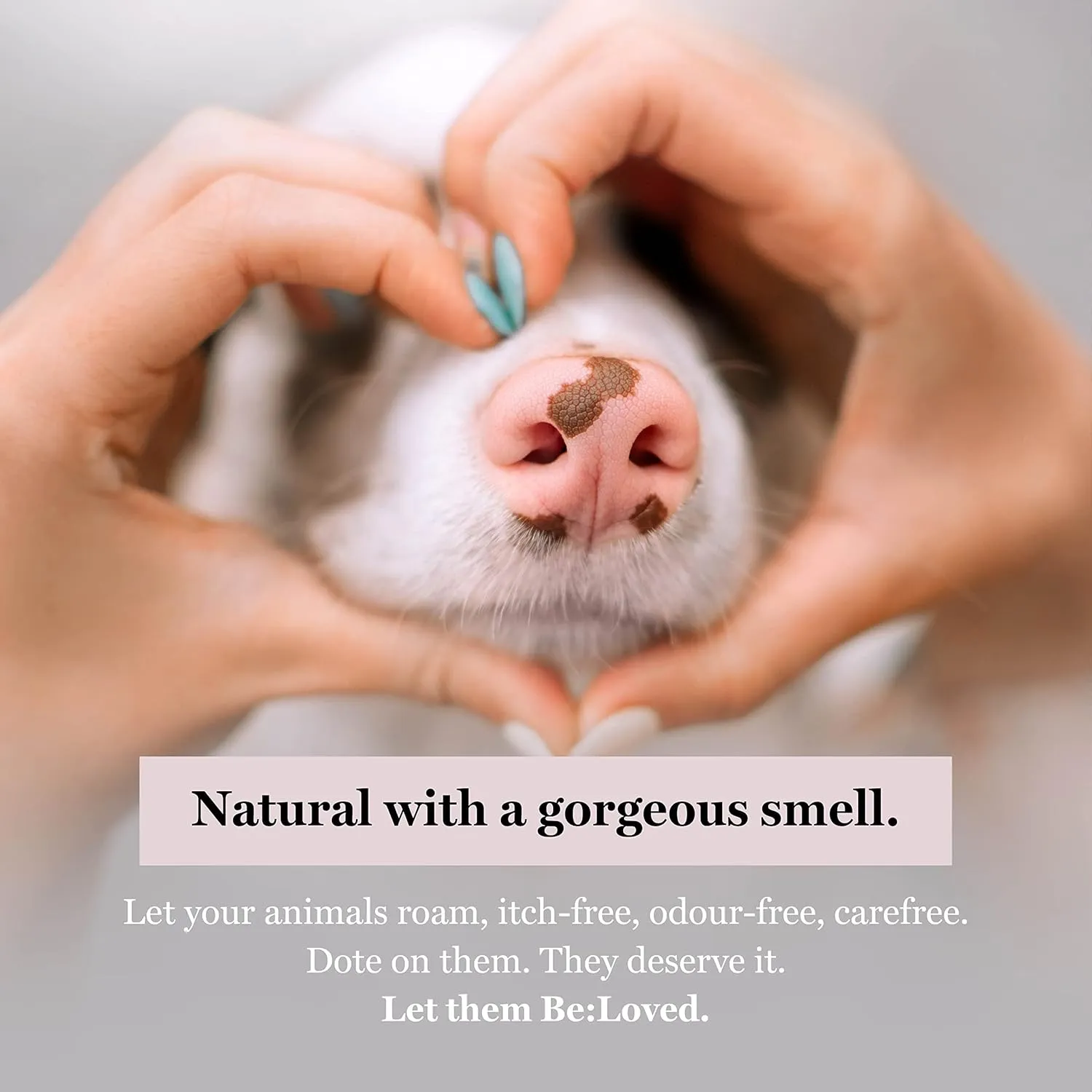 Be:Calm Calming Dog Shampoo Bar  110g  Natural Formula with Goat Milk, Lavender & Chamomile  Soothes Skin & Conditions Coat  Long-Lasting Bar  Approx. 30 Washes