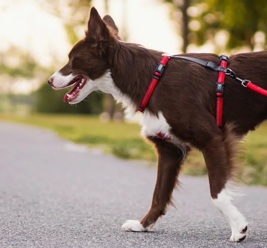 Blue-9 Reflective Balance Harness