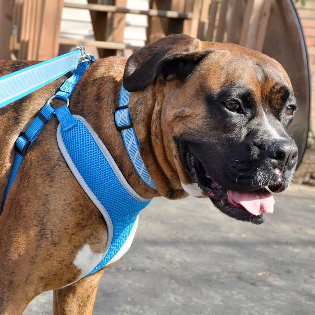 Comfort Soft Reflective Wrap Adjustable Dog Harness