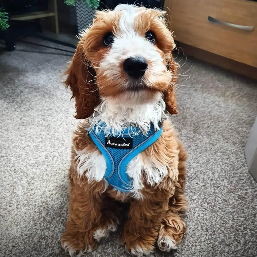 Dog Harness with Reflective Strip in Blue S/M/L/XL