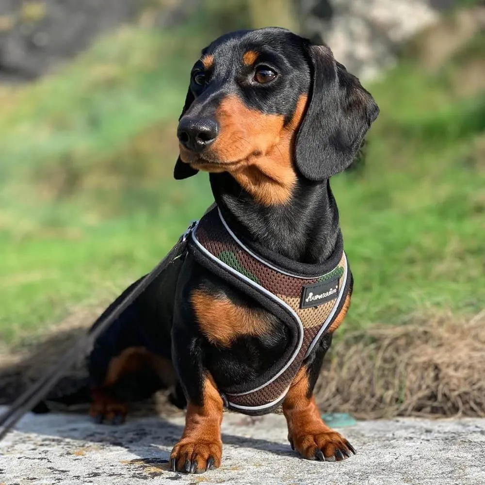 Dog Harness with Reflective Strip in Camo S/M/L/XL