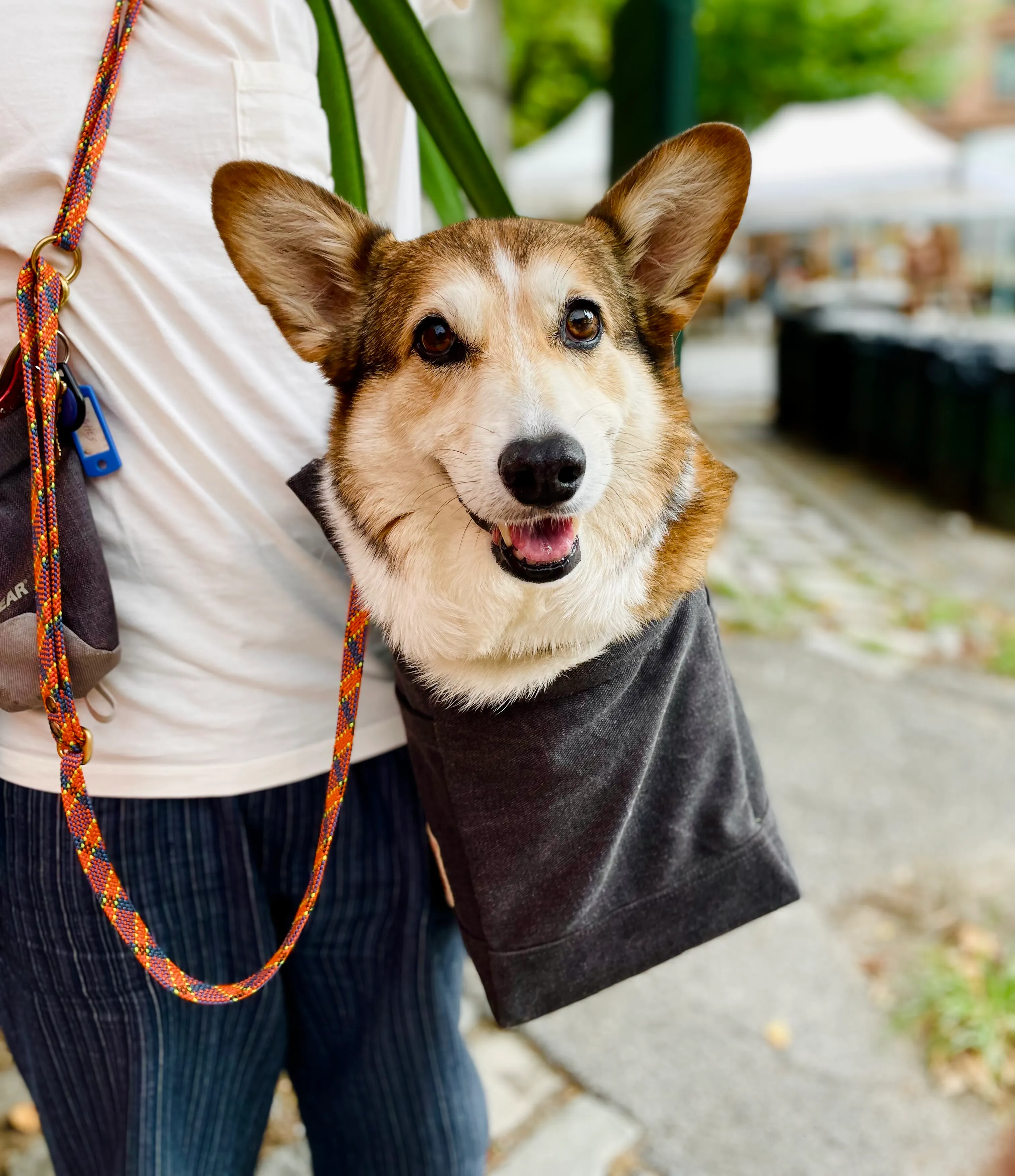 Miles Pet Carrier Bag
